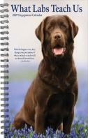 What Labs Teach Us 2027 Engagement