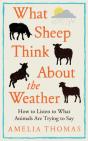 What Sheep Think About The Weather - Preview
