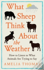 Capa do artigo What Sheep Think About The Weather