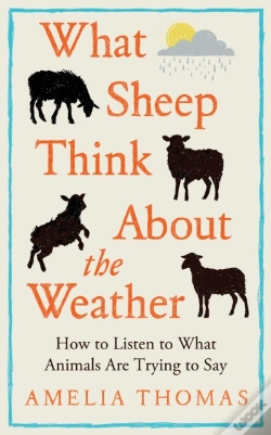 Capa do artigo What Sheep Think About The Weather