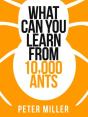 What You Can Learn From 10,000 Ants - Preview