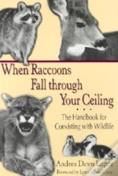 When Raccoons Fall Through Your Ceiling