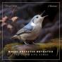 White-Breasted Nuthatch And Other Bird Songs - Preview