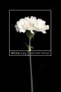 White Lily - Preview