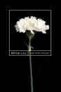 White Lily - Preview