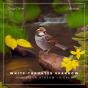 White-Throated Sparrow And River Stream Trickle - Preview
