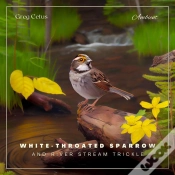 Capa do artigo White-Throated Sparrow And River Stream Trickle