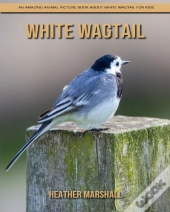 White Wagtail