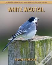 White Wagtail