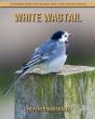 White Wagtail - Preview