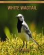 White Wagtail - Preview