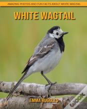 White Wagtail