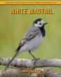White Wagtail - Preview