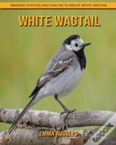 White Wagtail