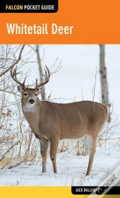 Whitetail Deer