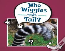 Who Wiggles This Tail?