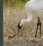 Whooping Crane - Preview
