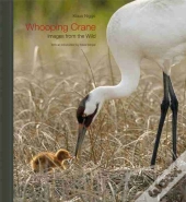 Whooping Crane