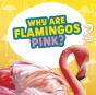 Why Are Flamingos Pink? - Preview