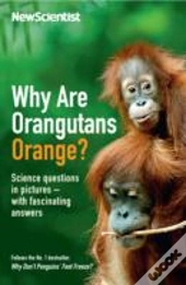 Why Are Orangutans Orange?