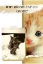 Why Did My Cat Pee On Me - Preview