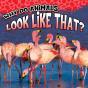 Why Do Animals Look Like That? - Preview
