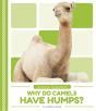 Why Do Camels Have Humps? - Preview
