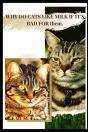 Why Do Cats Like Milk If It'S Bad For ThãÂµM. - Preview