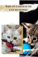 Why ОN Earth іS MУ Cat So Hyper