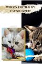Why ОN Earth іS MУ Cat So Hyper - Preview