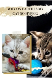 Capa do artigo Why ОN Earth іS MУ Cat So Hyper