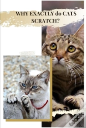 Capa do artigo Why Exactly Dо Cats Scratch?