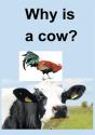 Why Is A Cow? - Preview