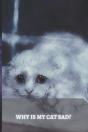 Why Is My Cat Sad? - Preview