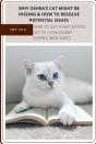Why Oshra'S Cat Might Be Hissing & How TãÂ¾ Resolve Potential Issues - Preview