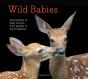 Wild Babies - Preview