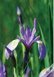 Capa do artigo Wild Blue Iris Journal