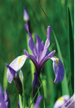 Capa do artigo Wild Blue Iris Journal