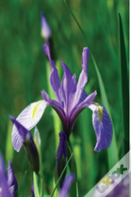 Wild Blue Iris Journal