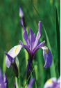 Wild Blue Iris Journal - Preview