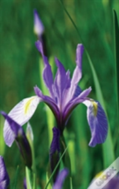 Capa do artigo Wild Blue Iris Journal