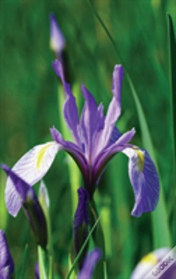Capa do artigo Wild Blue Iris Journal