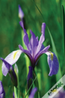 Wild Blue Iris Journal