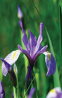 Wild Blue Iris Journal - Preview