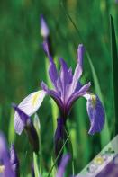 Wild Blue Iris Journal