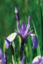 Wild Blue Iris Journal - Preview