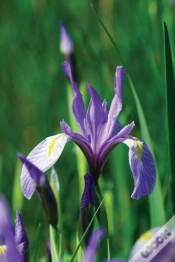 Capa do artigo Wild Blue Iris Journal