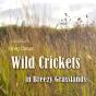 Wild Crickets In Breezy Grasslands - Preview