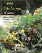 Wild Medicinal Plants - Preview