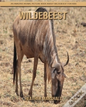 Wildebeest